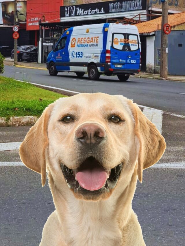 Como Você Pode Salvar Vidas de Animais em Situações de Risco e Atropelamento em Sorocaba/São Paulo